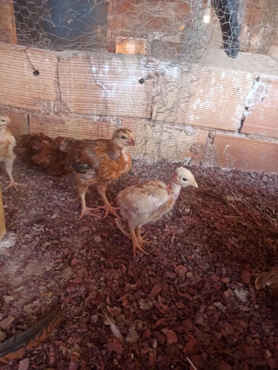 Vendo 32 pitinhos label rouge  - Foto 4