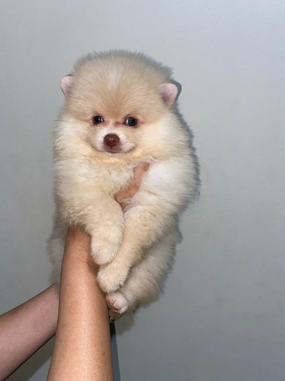 Cachorro Spitz Alemão - Foto 3