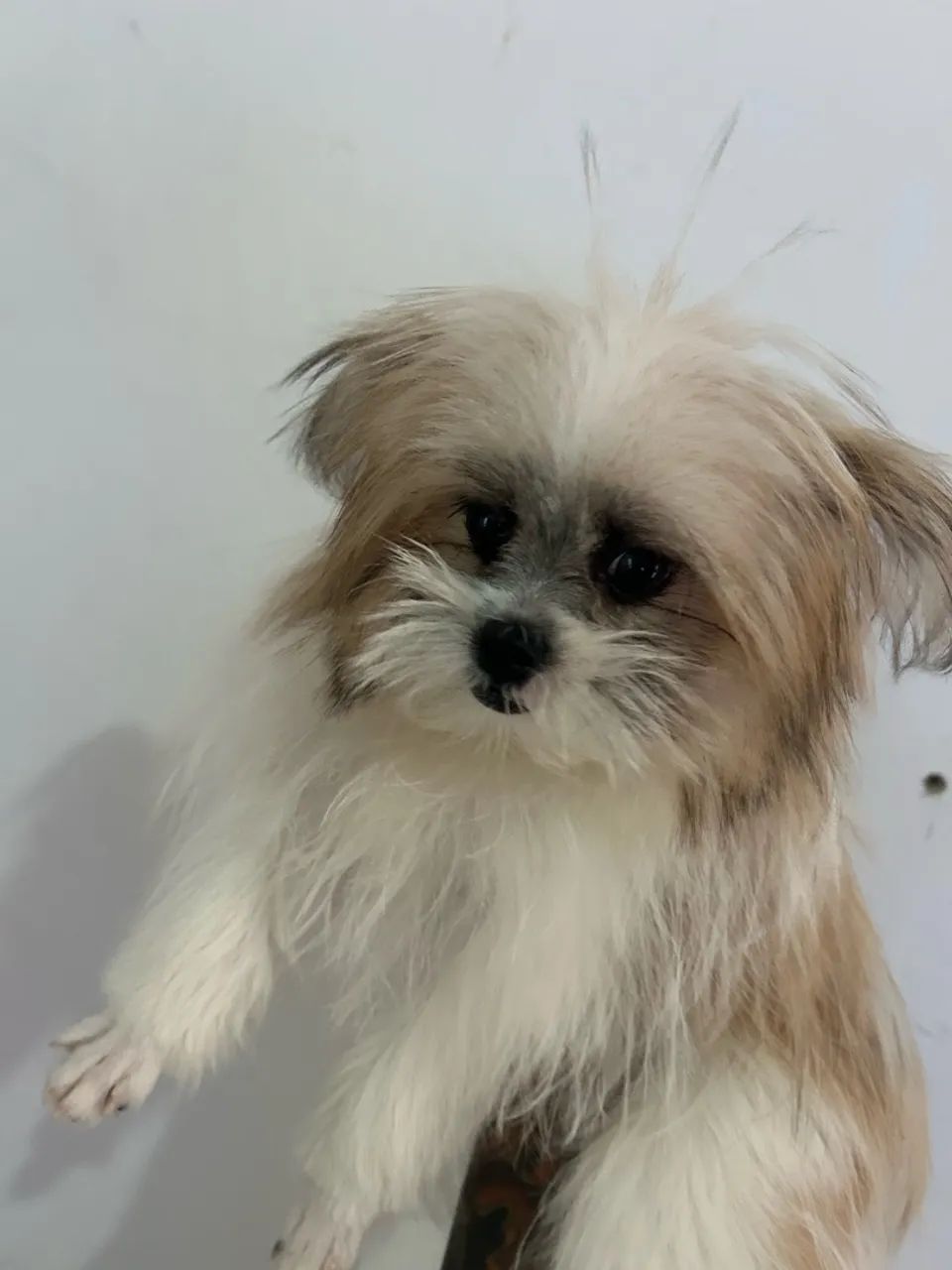 Cachorra Luna  - Foto 4