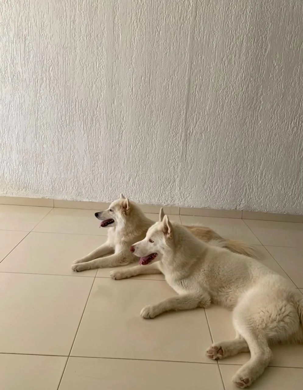 Husky siberiano - Foto 6