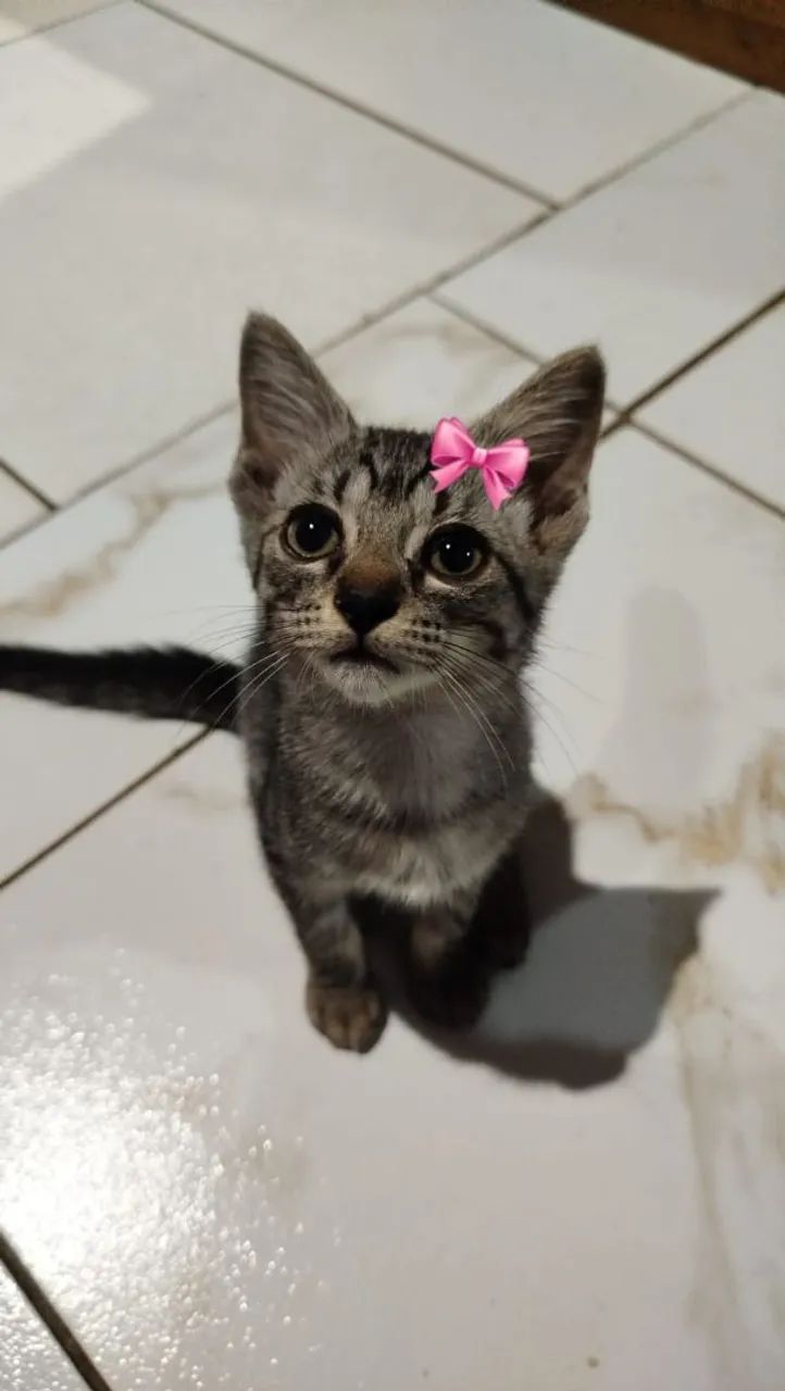 Adoção responsável  - Foto 2