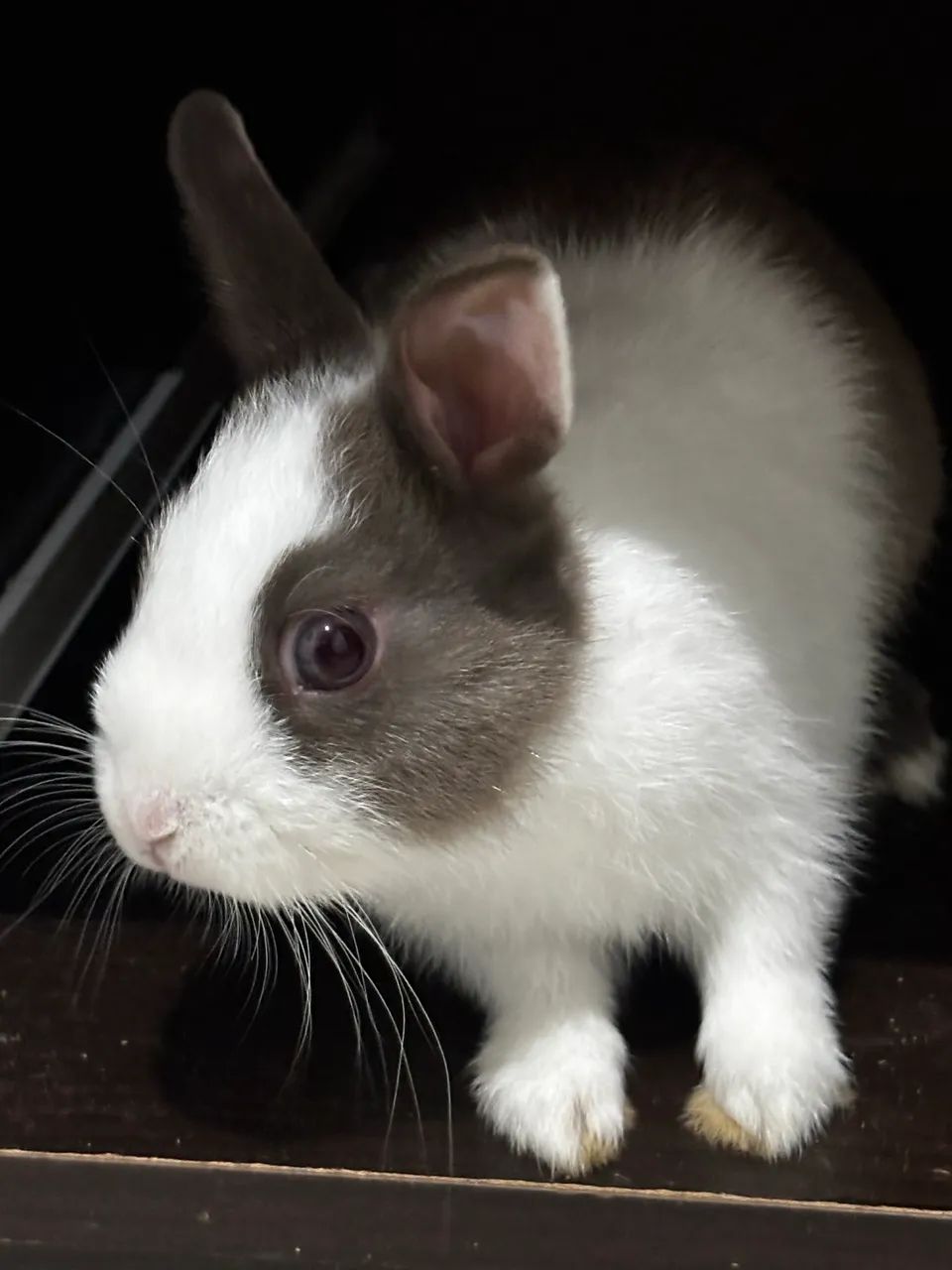 Coelho Anão Holandês  Netherland Dwarf
