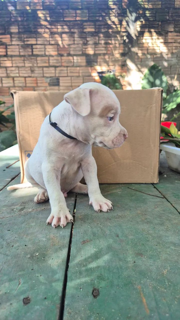 Filhotes de Pitbull  - Foto 2