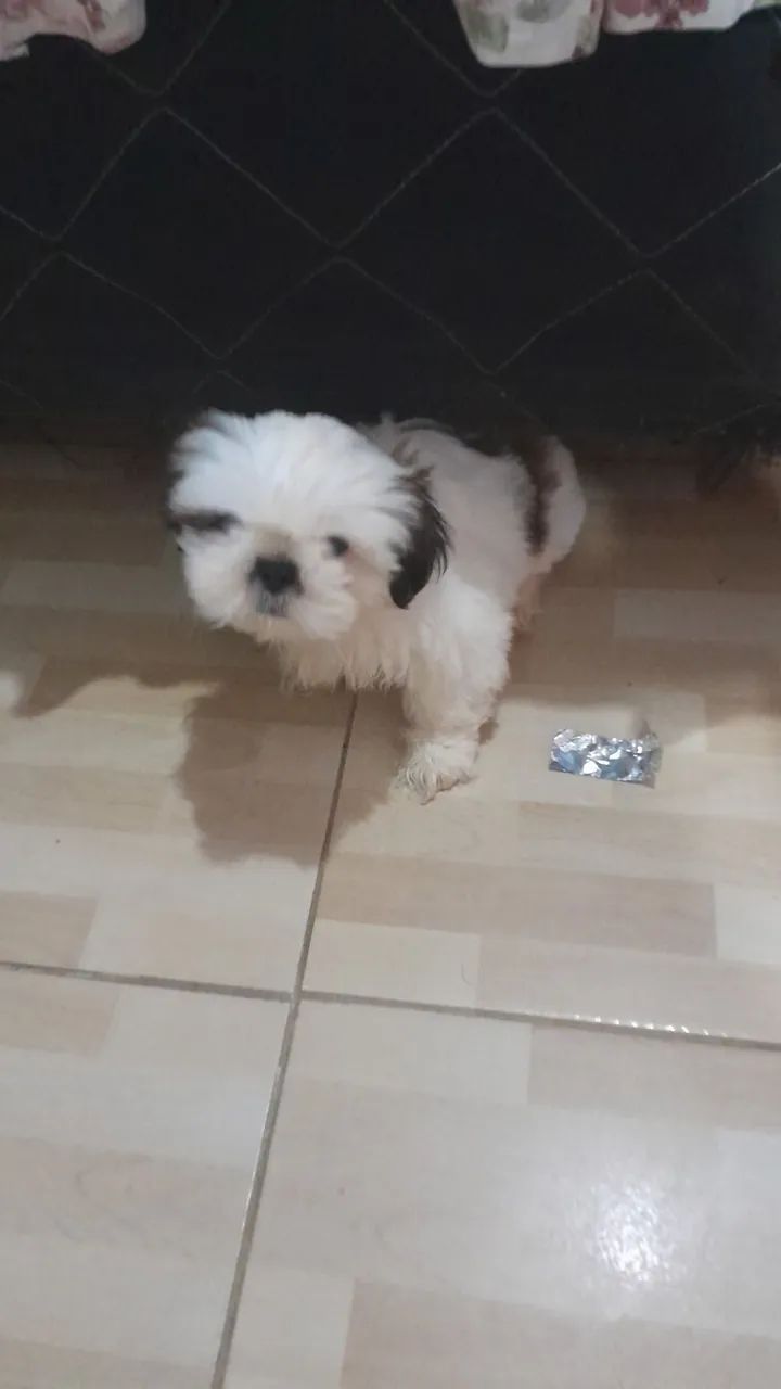 Vendo - Foto 2