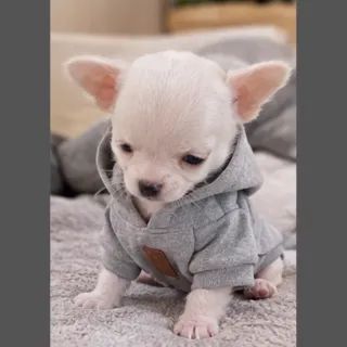 Chihuahua mini machinho 