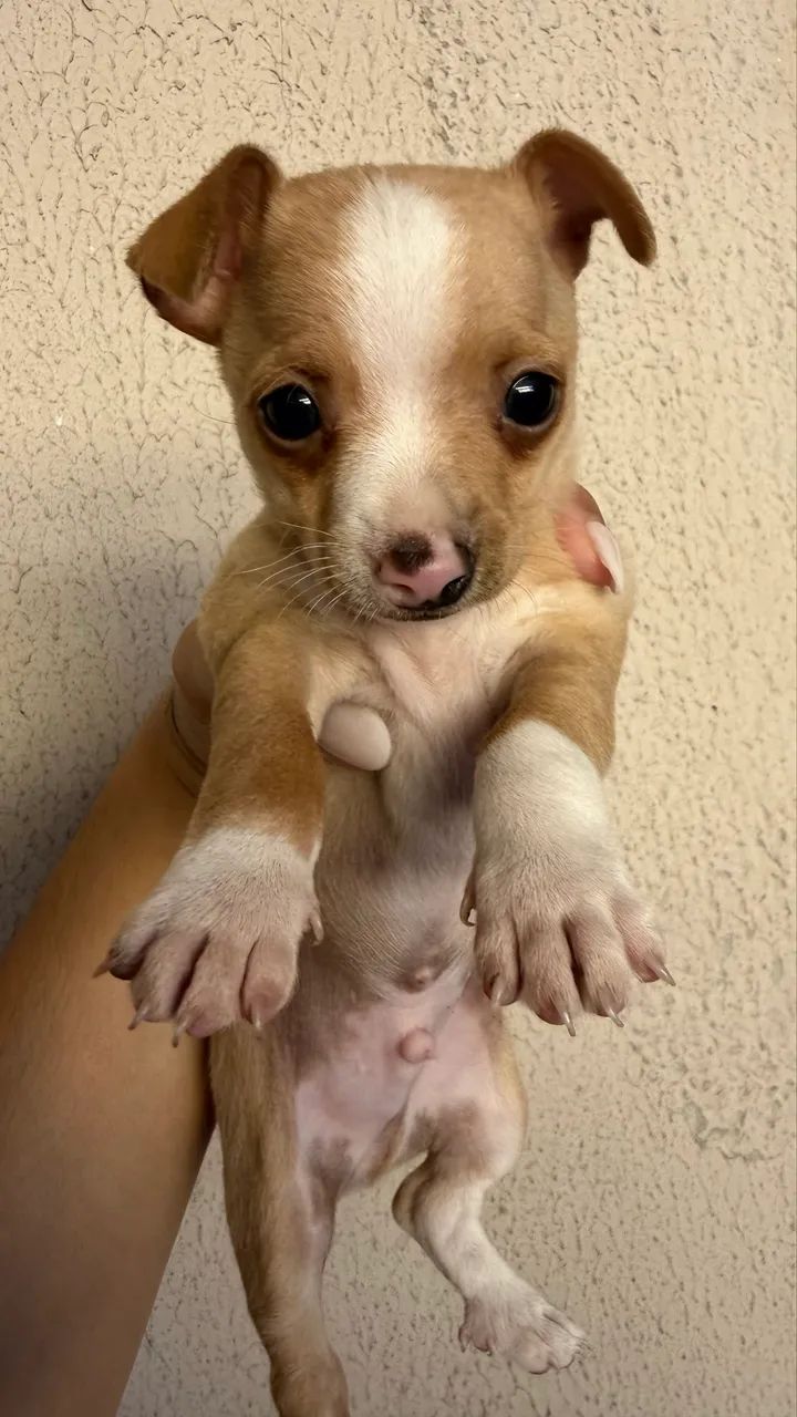 Pinscher macho 