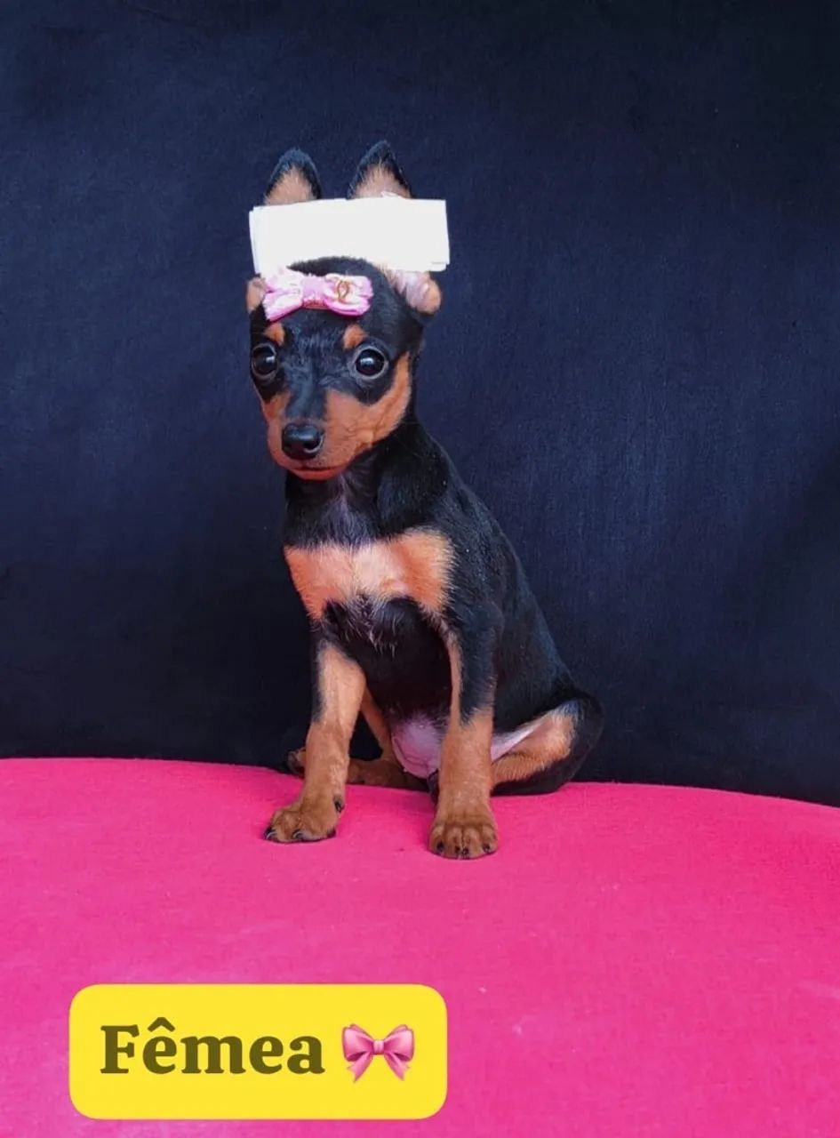 Pinscher com 72 dias com vacina e pedigree 