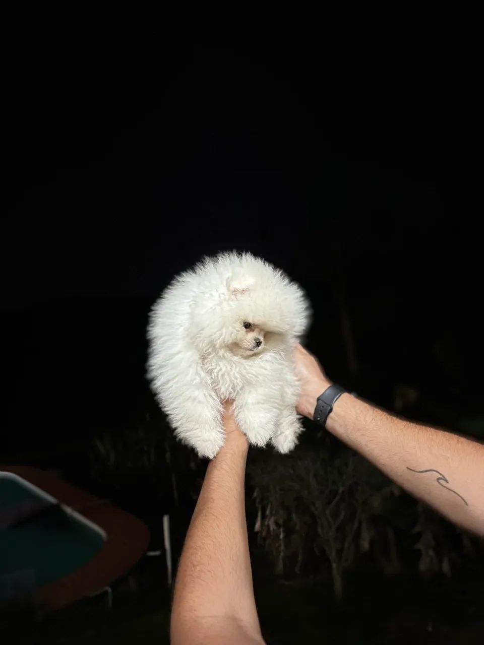 Lulu da Pomerania Ursinho - Foto 2
