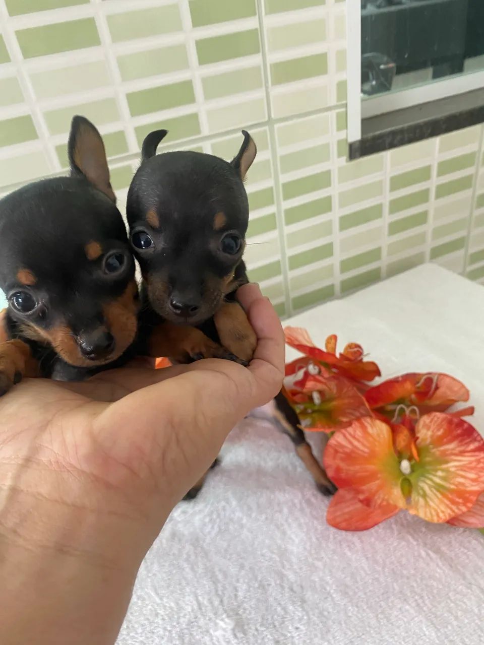 Pinscher zerinhos - Foto 4