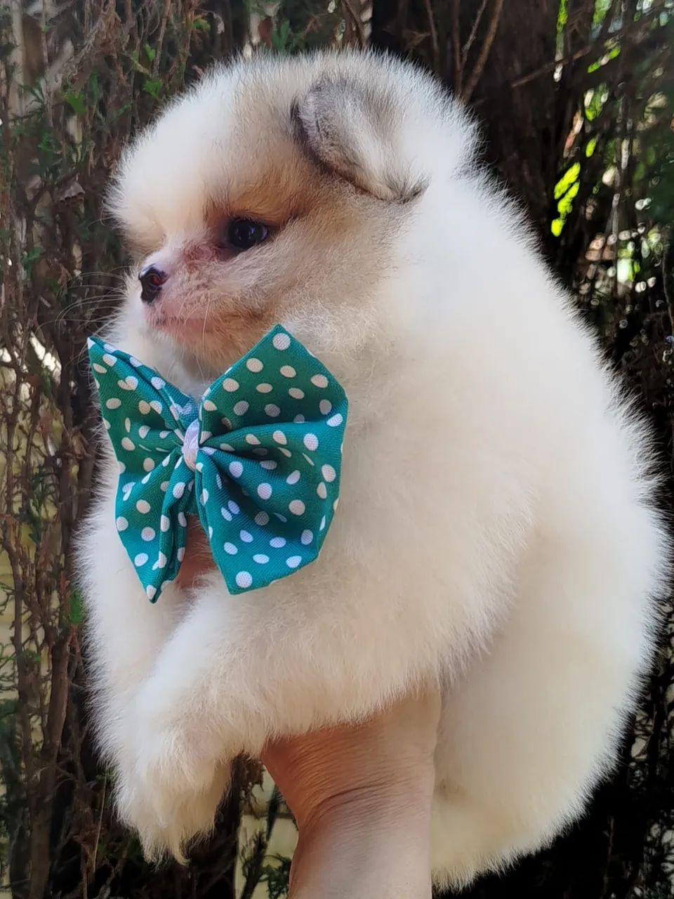 Spitz alemão  - Foto 2