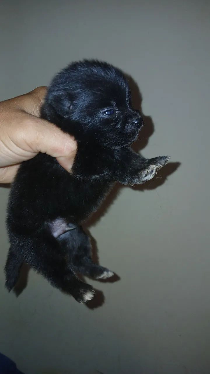 Spitz Alemão anã  - Foto 5