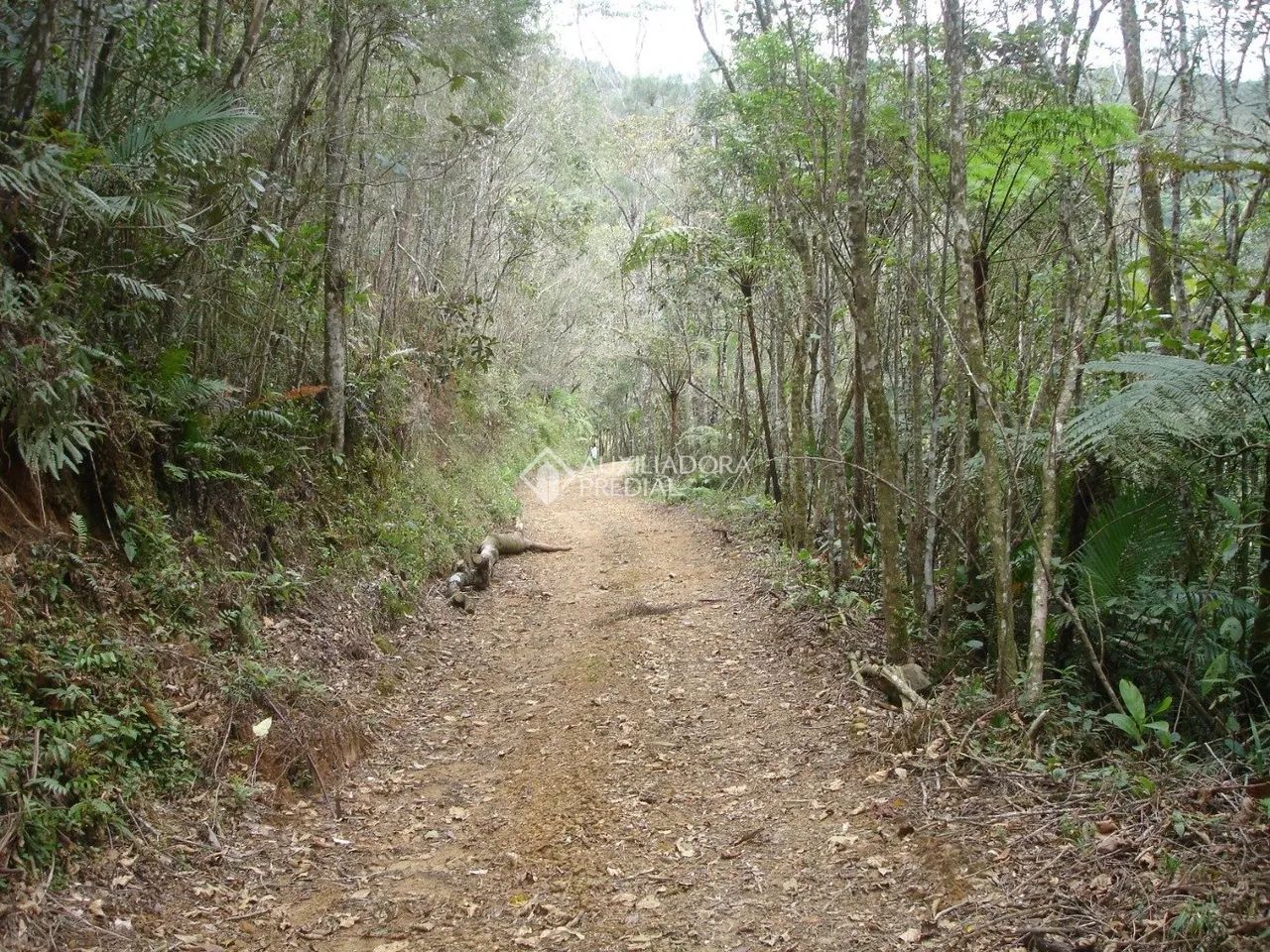 Área rural com 20 ha (20 hectares) em São Pedro de Alcântara - Foto 5