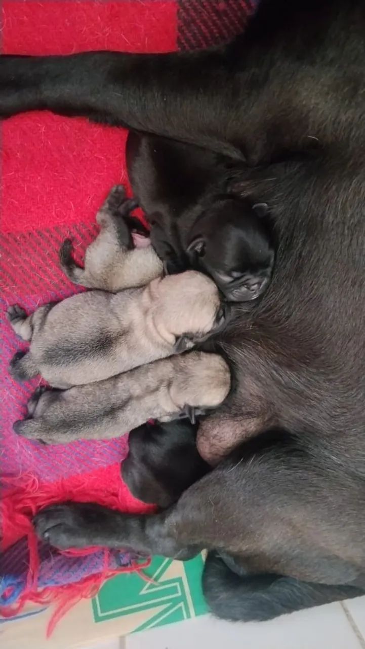 Filhotes de Pug - Foto 5