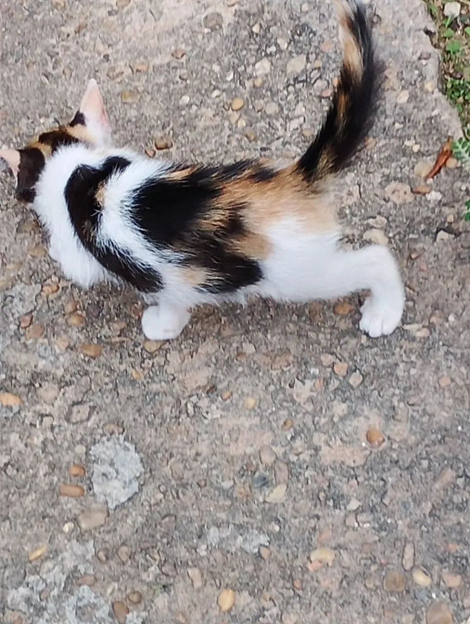 Gatos - Foto 2