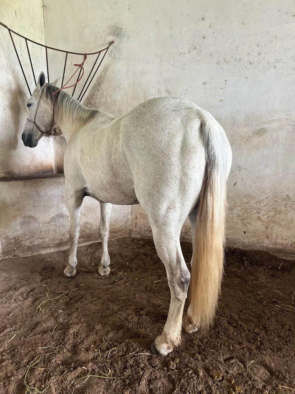 Animais para agropecuária  - Foto 5