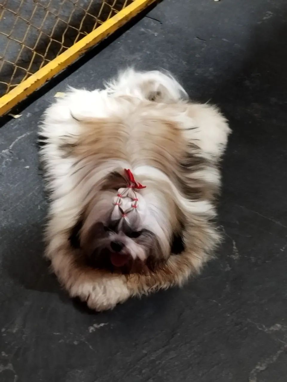 Shihtzu fêmea 