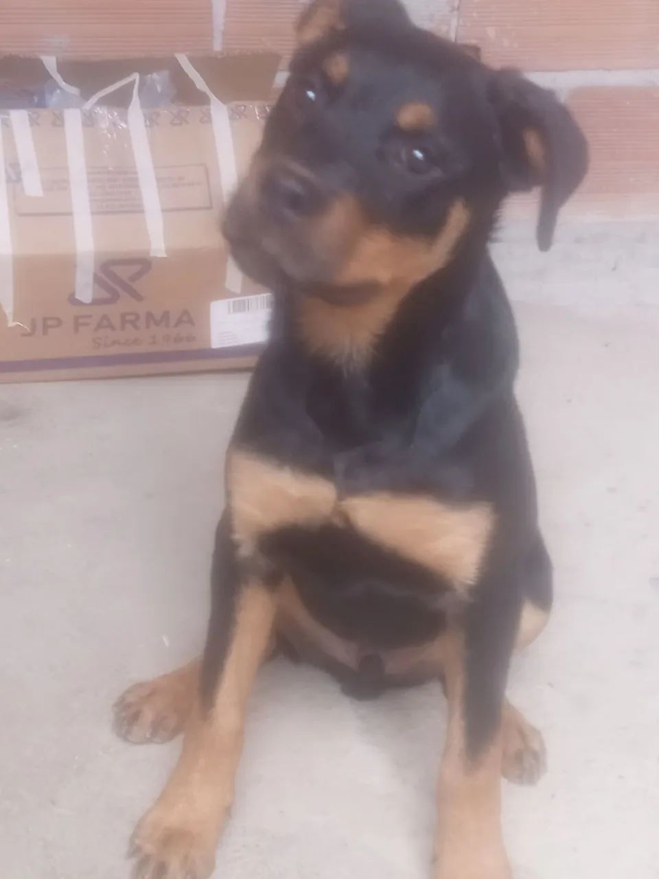 Rottweiler macho  - Foto 2