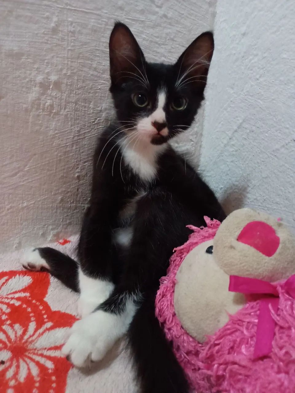GATOS FILHOTES PRA ADOTAR - Foto 2