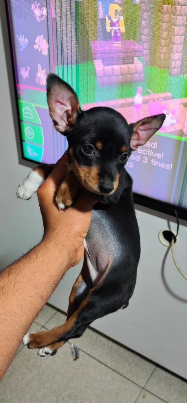 Pinscher  - Foto 5