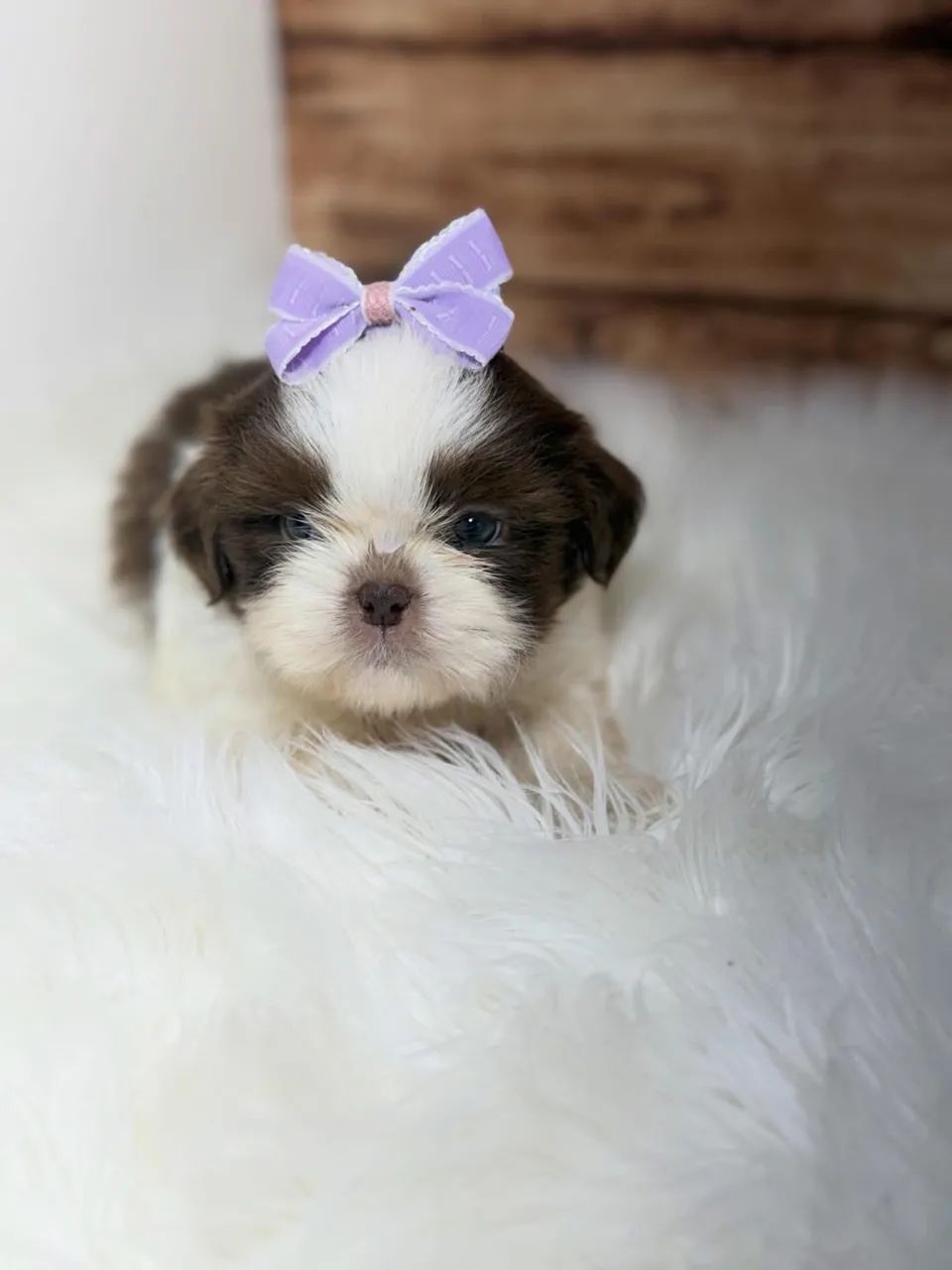 Shihtzu minis com pedigree  - Foto 5
