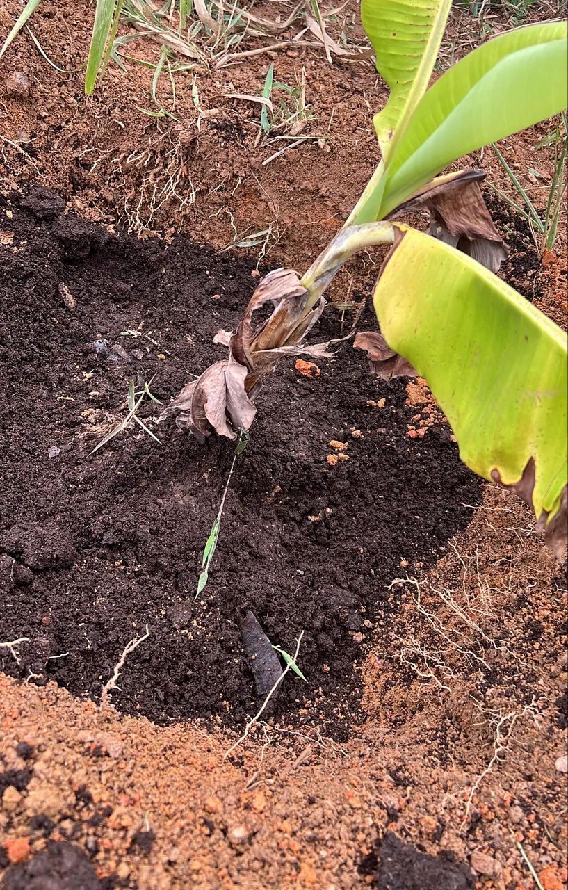 Lote em SOBRADINHO DIS MELOS  - Foto 2