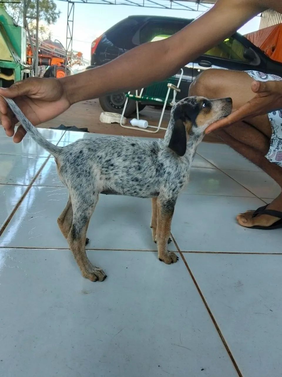 Filhotes de cachorro americano urrador  - Foto 2