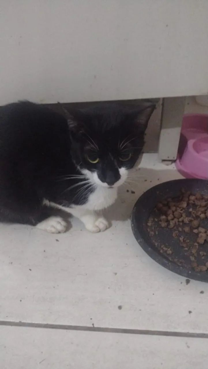 GATA PARA ADOÇÃO  - Foto 3