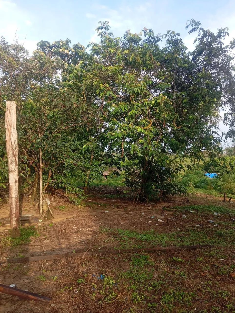 Vende-se essa chácara na vila nova  Mucajaí  - Foto 5