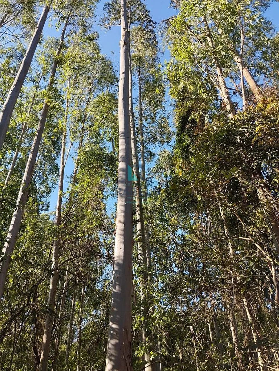 SÍTIO COM PLANTAÇÃO DE EUCALIPTOS EM CUNHA-SP - Foto 3