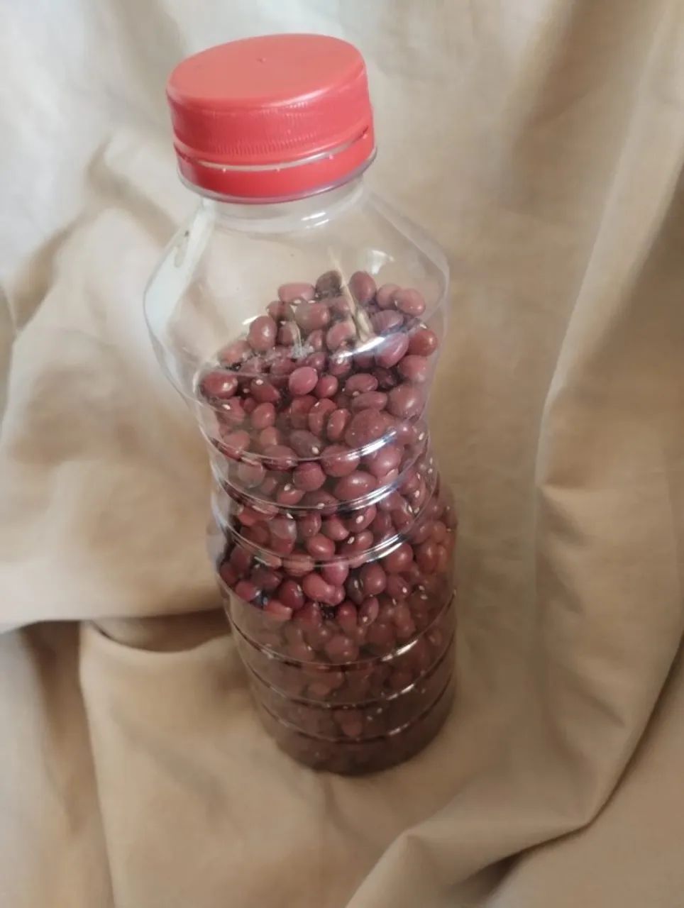 Feijão Mucuna - Foto 6