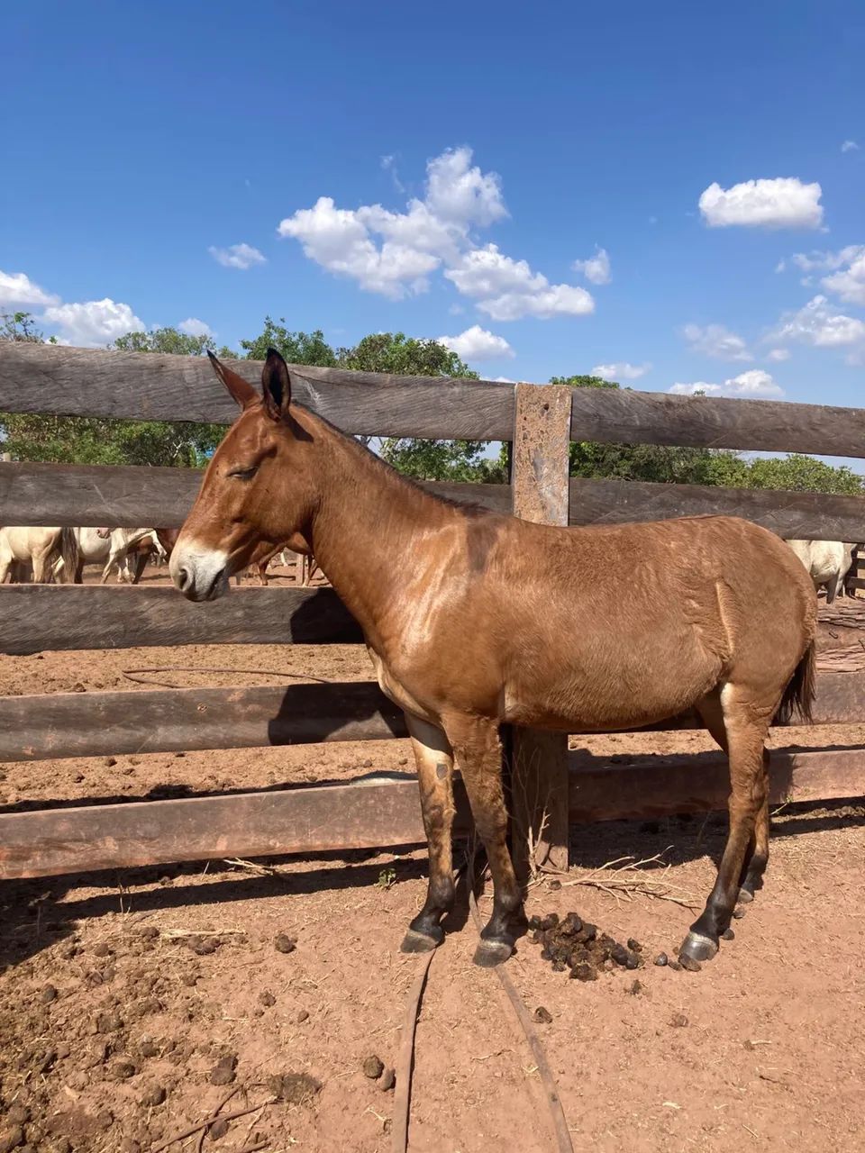 Vendo mula mansa  - Foto 2