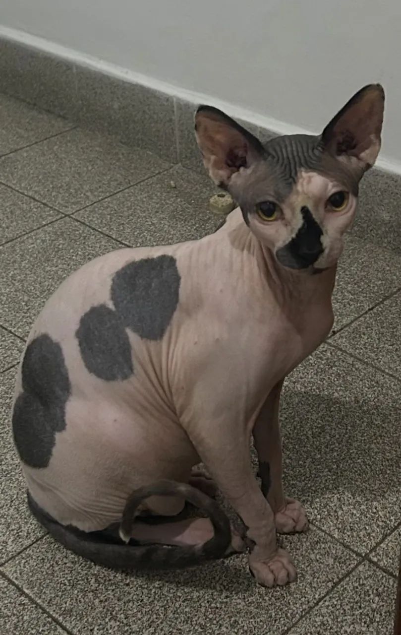 Gato Sphynx Macho com Pedigree - Foto 6