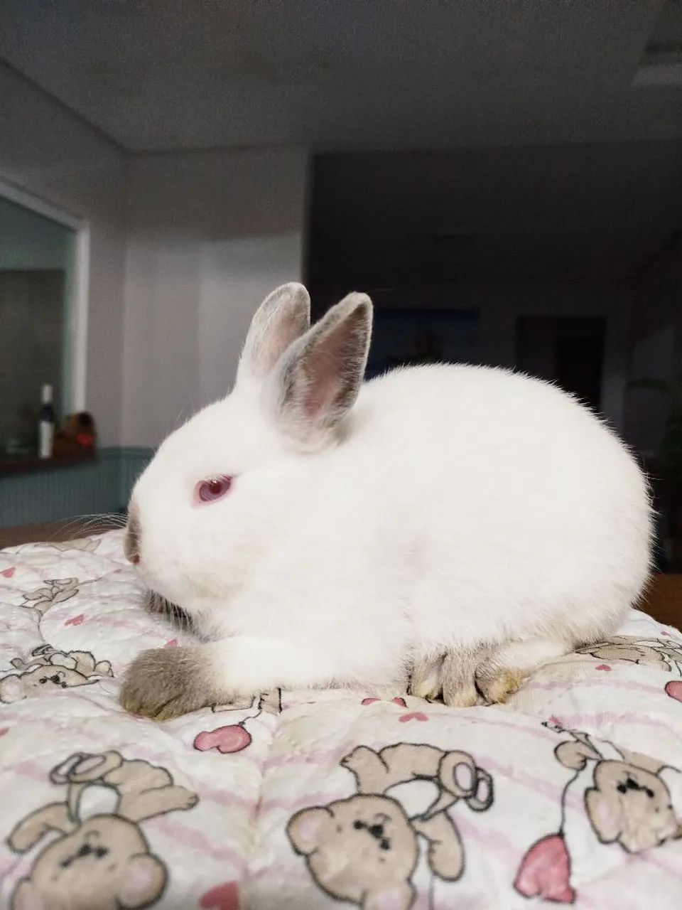 Filhotes Coelhos Anão  Netherland - Foto 3