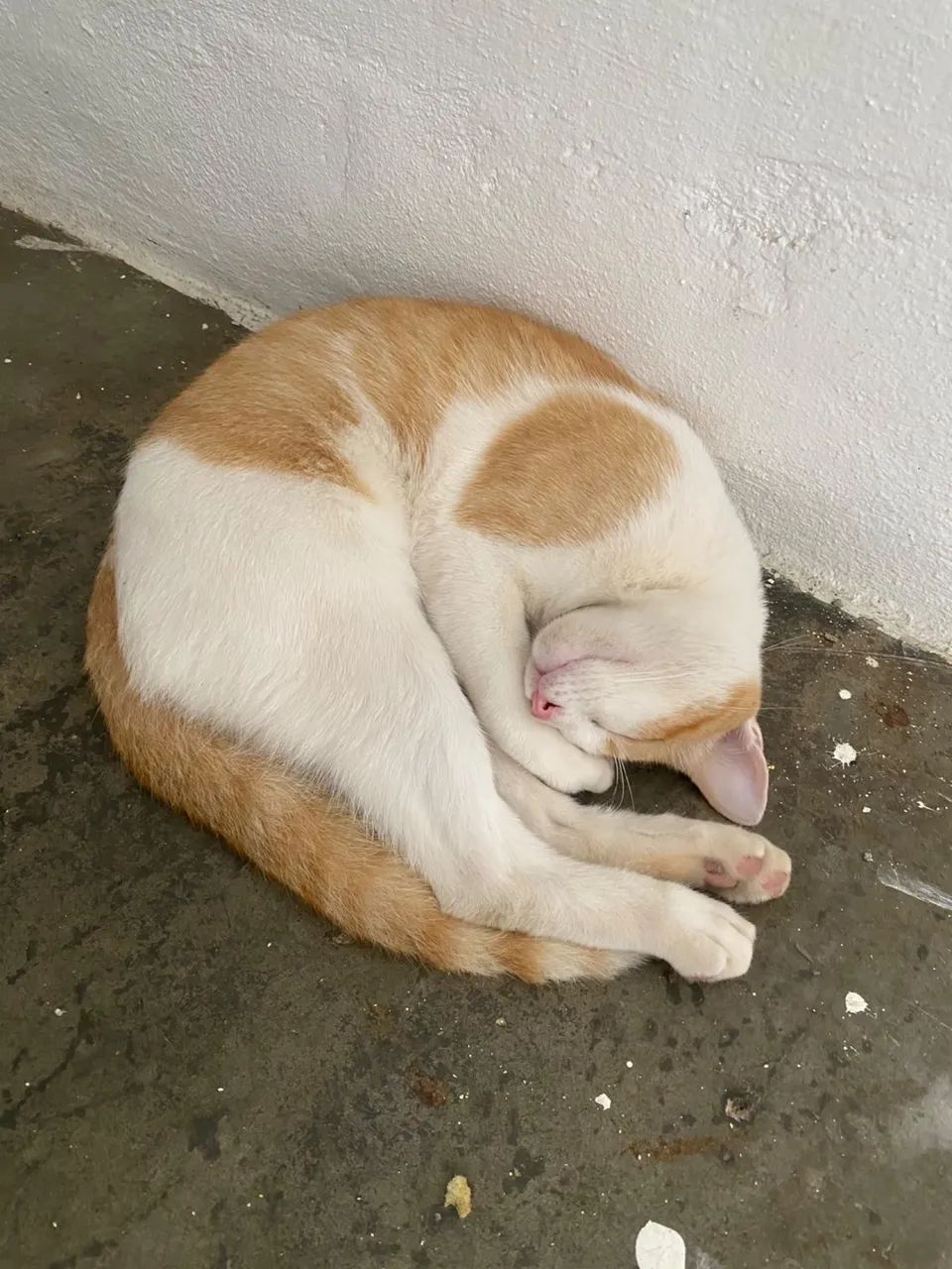Adoção Gato