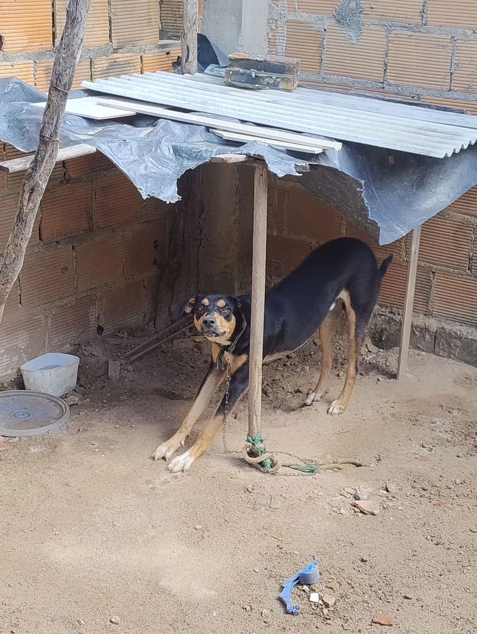Doação de animal  - Foto 2