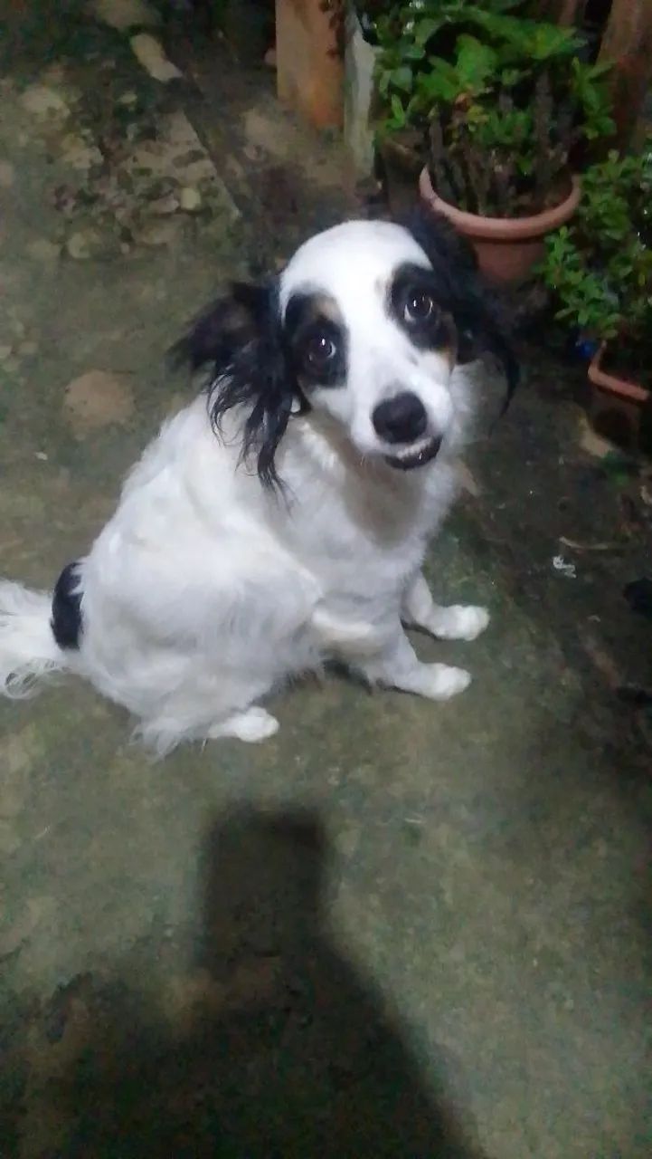 Doação de animais 