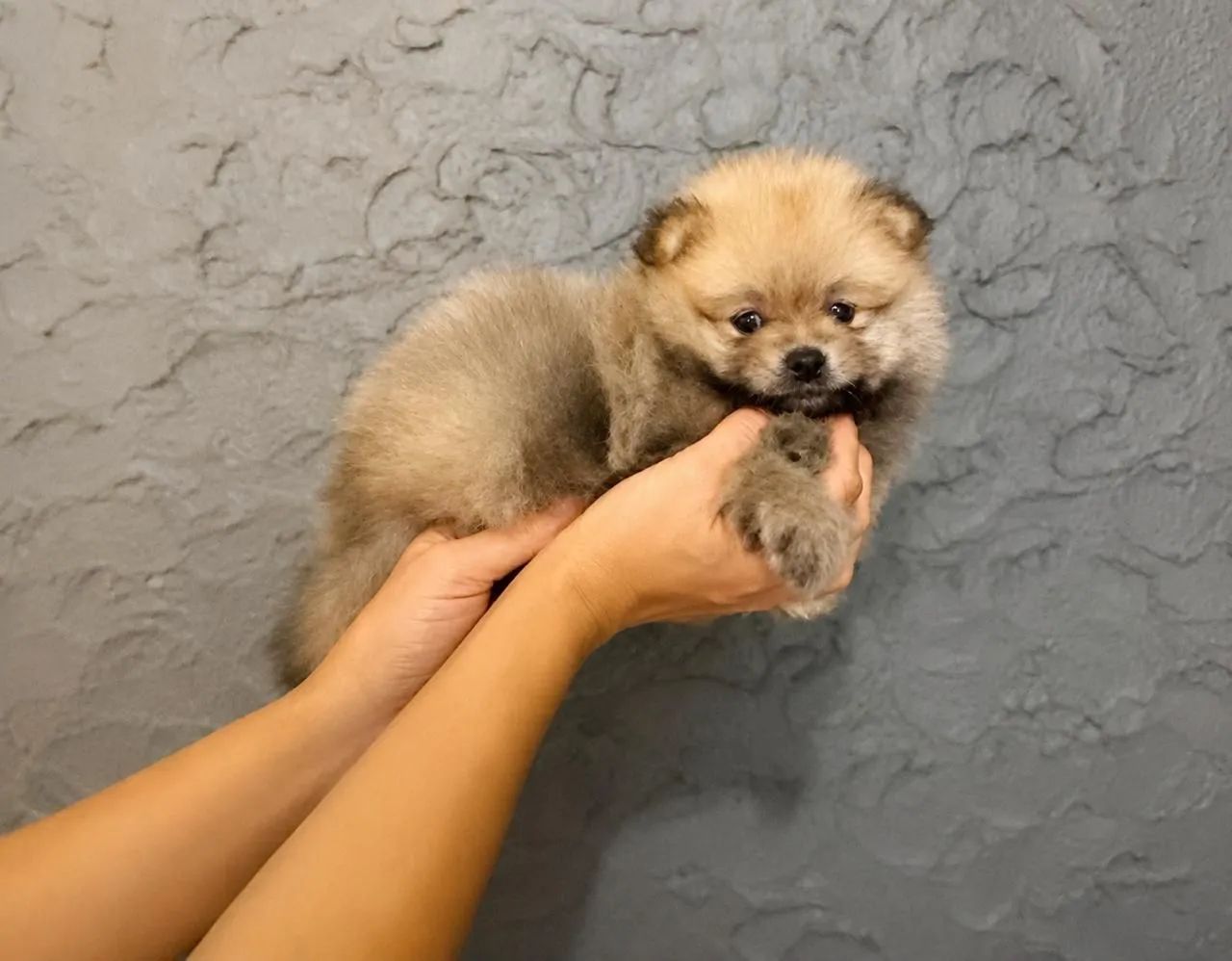 Spitz Alemão  - Foto 2