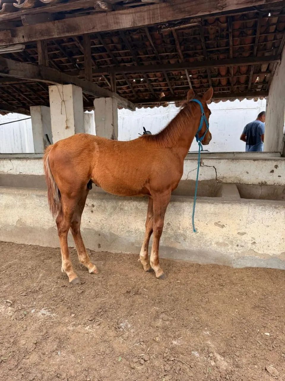 Potro Quarto de Milha  - Foto 3