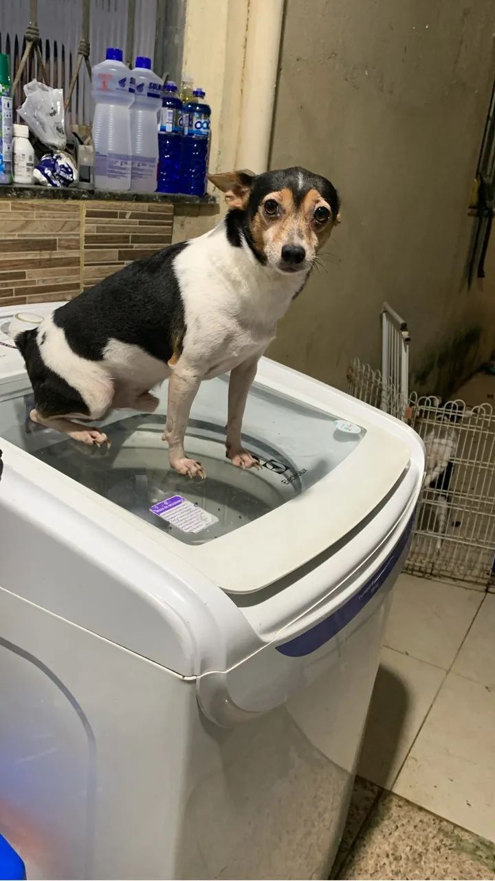Pinscher macho DOAÇÃO 