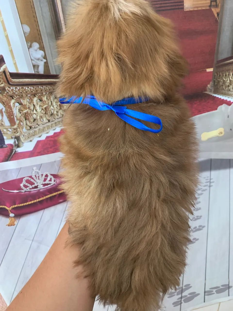 Shihtzu macho - Foto 3
