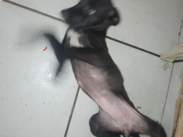 Doação de cachorro