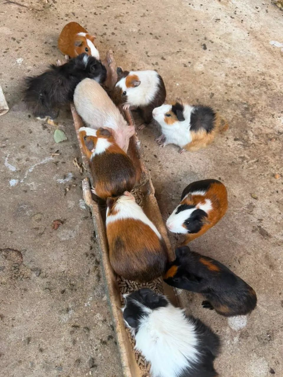 Vende-se Porquinhos da Índia 70 reais cada