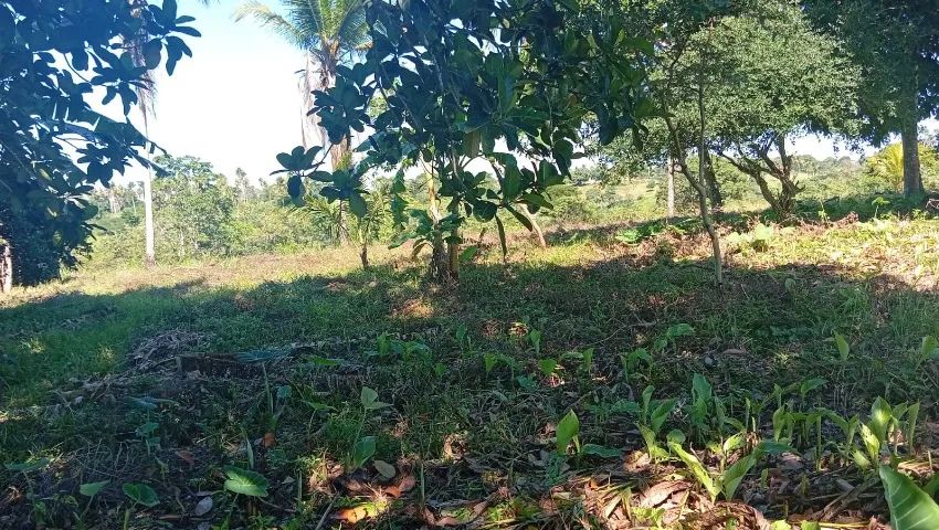Vende um sítio de 6 tarefas com duas casa  - Foto 4
