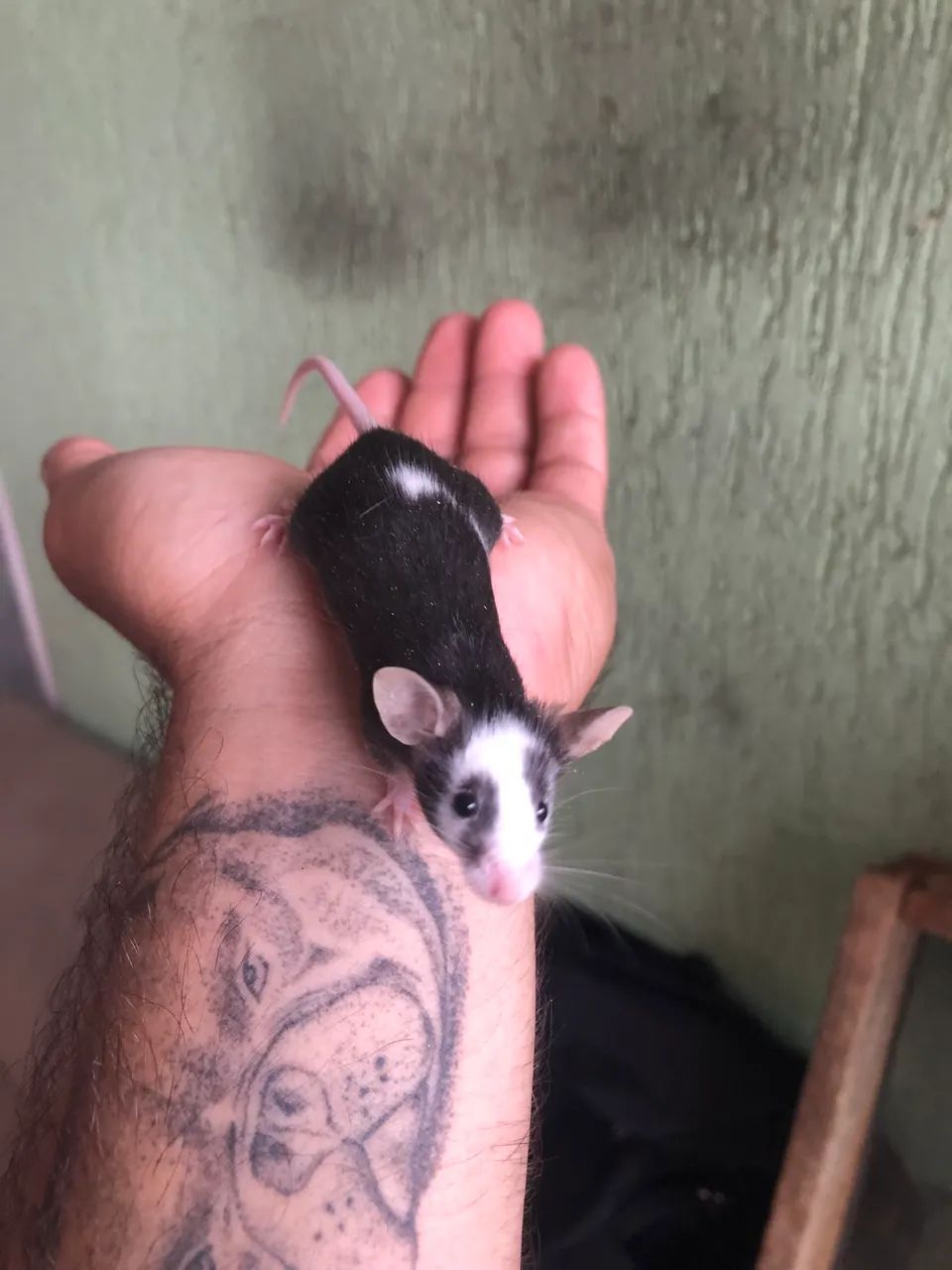 Camundongo Topodongos - Foto 5