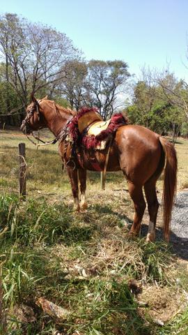 Vendo Cavalo. Ou troco por mula. - Foto 3