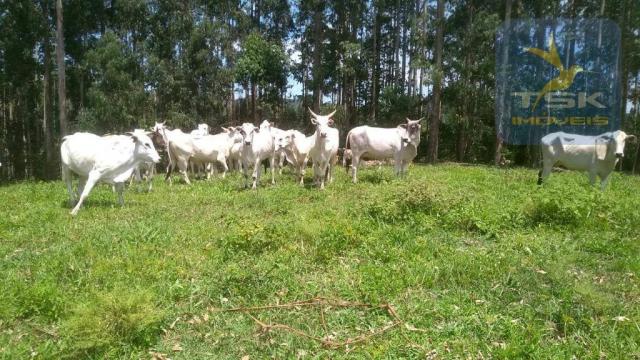 Fa0009 fazenda à venda, 605000 m² por r$ 3.150.000 - zona rural - quitandinha/pr - Foto 11