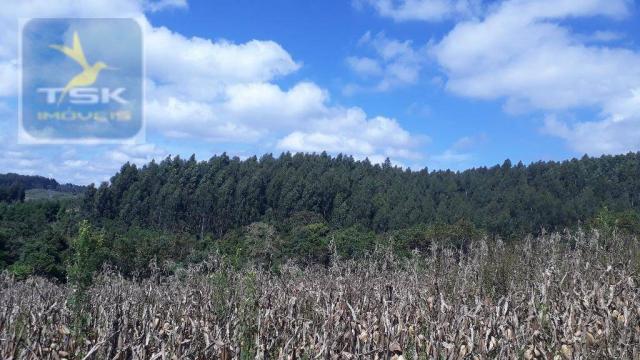 Ch0285 área toda reflorestada 15.000 arvores em agudos do sul medindo 121.000 m² - Foto 8