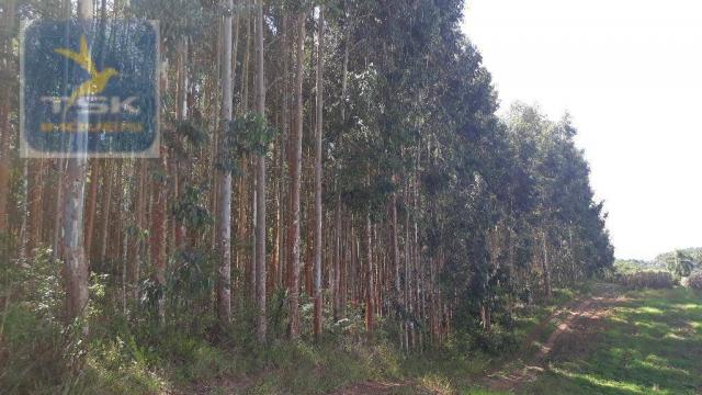 Ch0285 área toda reflorestada 15.000 arvores em agudos do sul medindo 121.000 m² - Foto 7