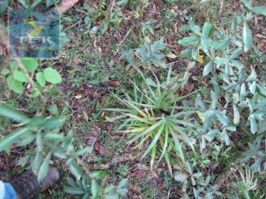 Ch0153 - contenda chácara 59.000 m² plana, rica em águas, parte com eucaliptos - Foto 15