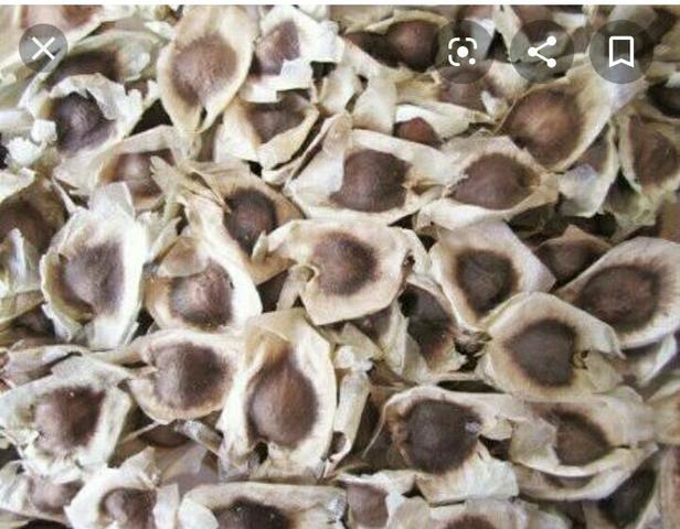 Sementes de Moringa Oleifera